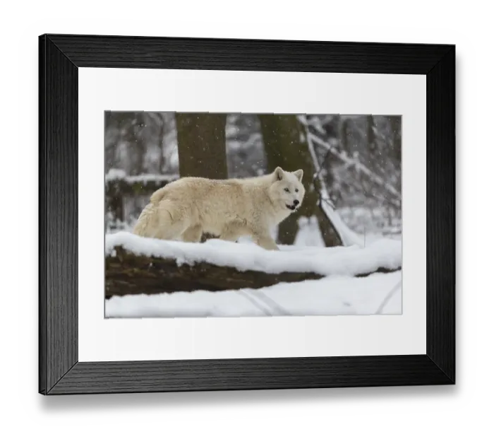 Framed Print : Melville Island wolf (Arctic wolf) running thru snow covered forest