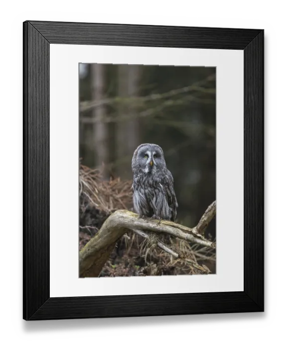 Framed Print : One great grey owl (Strix nebulosa) sitting on the root of a fallen spruce tree Framed Print : One great grey owl (Strix nebulosa) sitting on the root of a fallen spruce tree