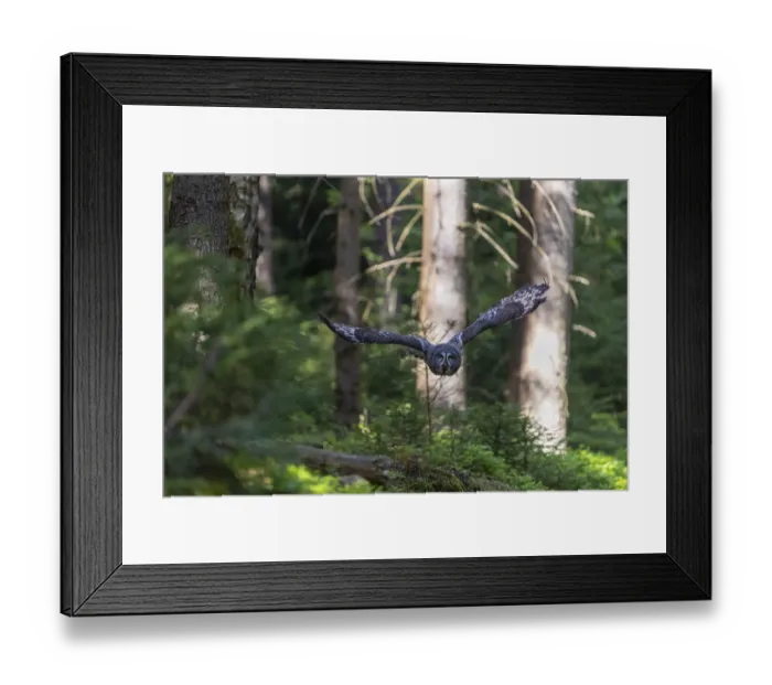 Framed Print : One great grey owl (Strix nebulosa) flying through a forest