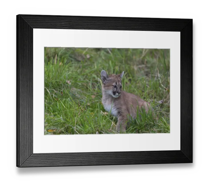 Framed Print : One cougar kitten, Puma concolor