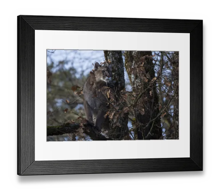 Framed Print : One adult cougar, Puma concolor