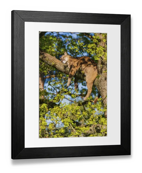 Framed Print : One adult cougar, Puma concolor