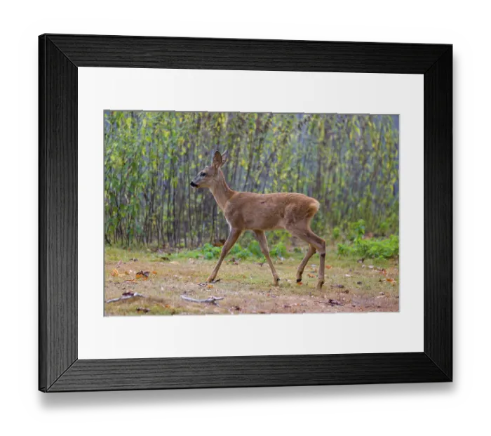Framed Print : A female roe deer (Capreolus capreolus)