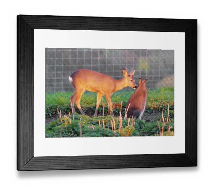Framed Print : A roe deer fawn (Capreolus capreolus) sniffs a Red-necked wallaby or Bennett's wallaby (Macropus rufogriseus)