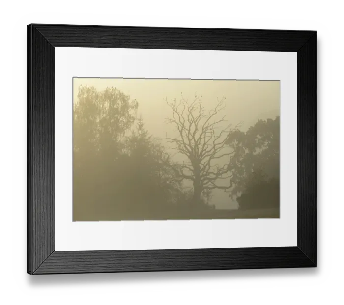 Framed Print : Gnarled oak (Quercus), standing deadwood