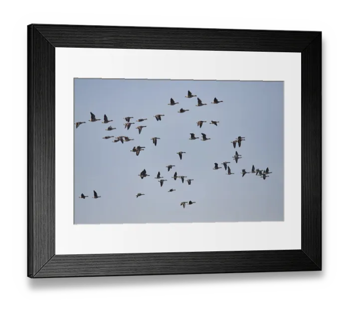 Framed Print : Greater white-fronted goose (Anser albifrons)