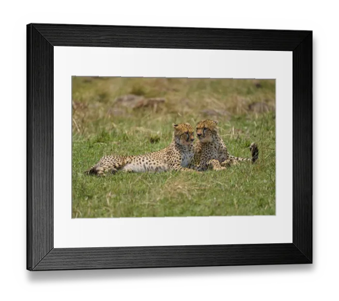 Framed Print : Cheetah (acinonyx jubatus), two animals lying together