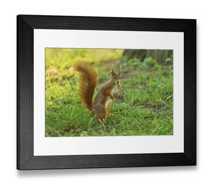 Framed Print : Eurasian red squirrel (Sciurus vulgaris) Framed Print : Eurasian red squirrel (Sciurus vulgaris)