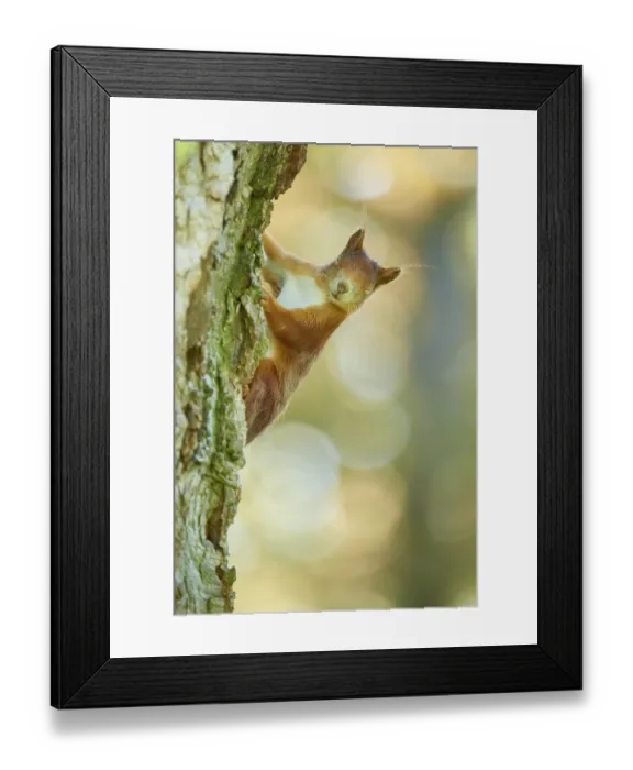 Framed Print : Eurasian red squirrel (Sciurus vulgaris)