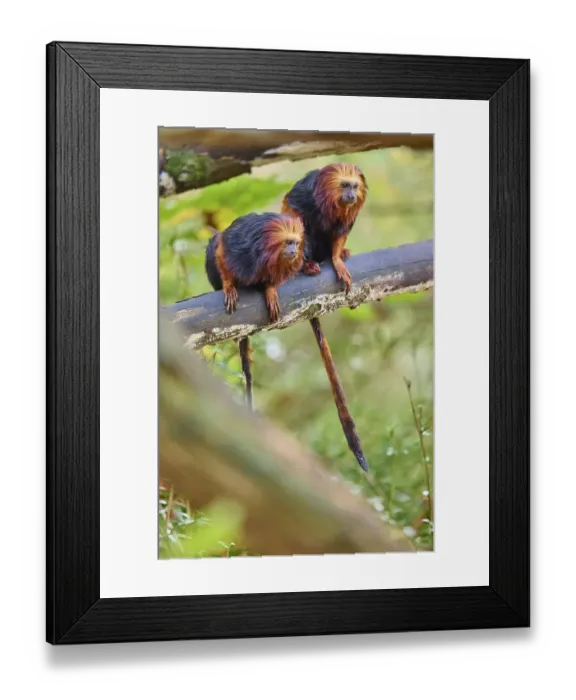 Framed Print : Golden-headed lion tamarin (Leontopithecus chrysomelas)