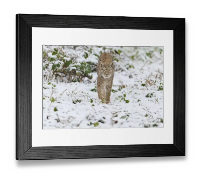 Framed Print : Eurasian lynx (Lynx lynx), walking through winter forest