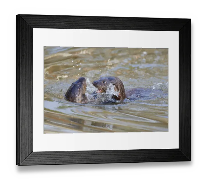 Framed Print : European otter (Lutra lutra), adult Framed Print : European otter (Lutra lutra), adult