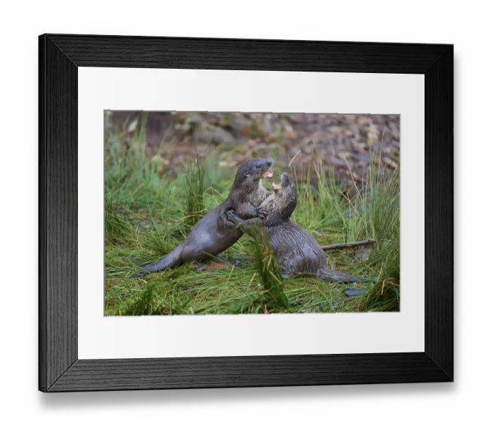 Framed Print : European otter (Lutra lutra), two animals fighting on the bank
