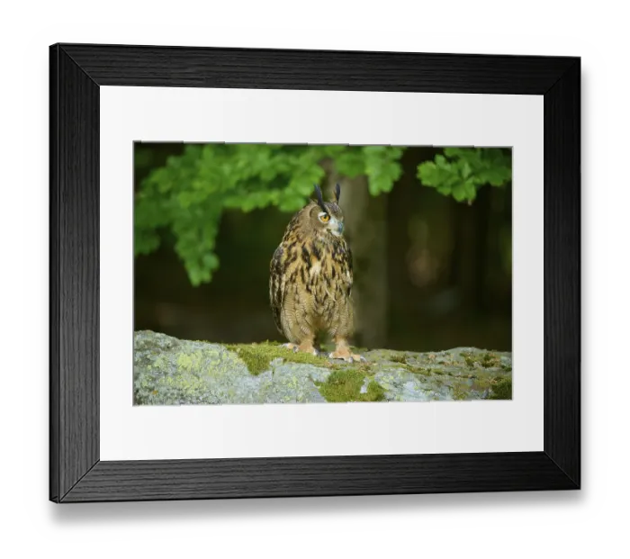 Framed Print : Eurasian eagle-owl (Bubo bubo) Framed Print : Eurasian eagle-owl (Bubo bubo)