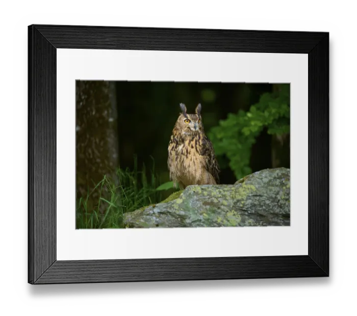 Framed Print : Eurasian eagle-owl (Bubo bubo)