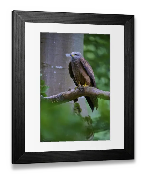 Framed Print : Red Kite (Milvus milvus), adult