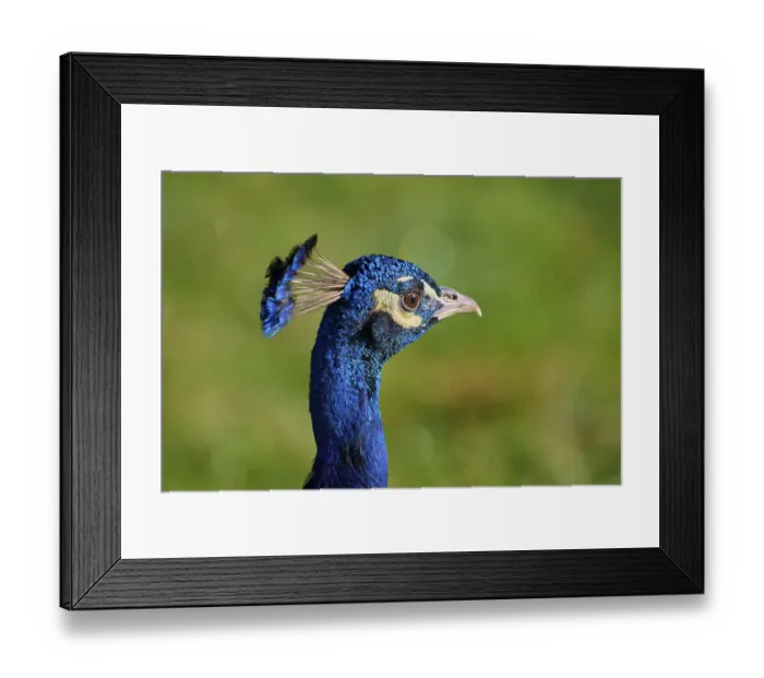 Framed Print : Indian peafowl (Pavo cristatus) Framed Print : Indian peafowl (Pavo cristatus)