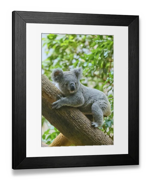 Framed Print : Koala (Phascolarctos cinereus) relaxing on a branch surrounded by green leaves Framed Print : Koala (Phascolarctos cinereus) relaxing on a branch surrounded by green leaves