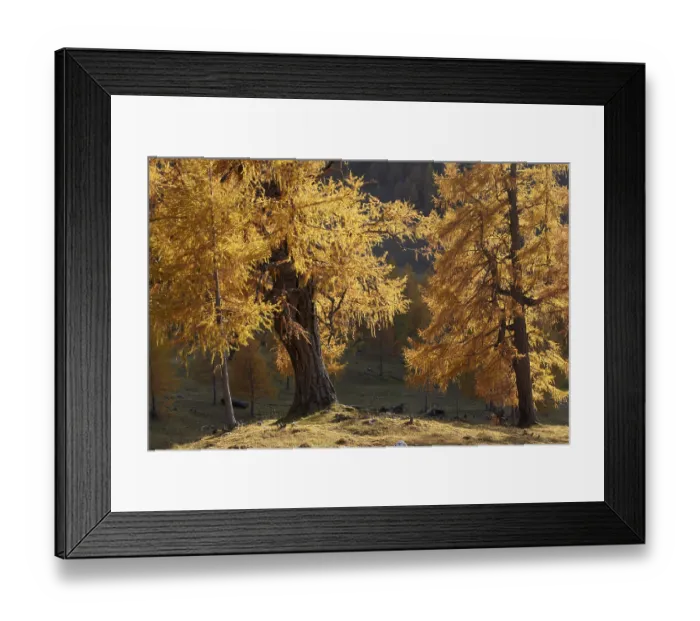 Framed Print : Larch forest in autumn, Heiligenbach
