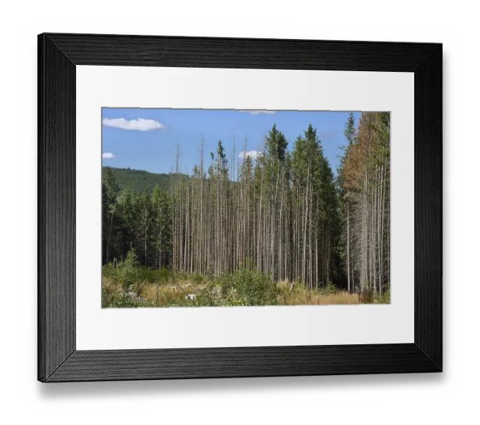 Framed Print : Clear-cutting in front of dead and severely damaged spruce trees