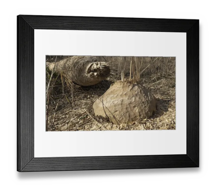 Framed Print : A tree felled by a beaver in a floodplain forest on the Danube