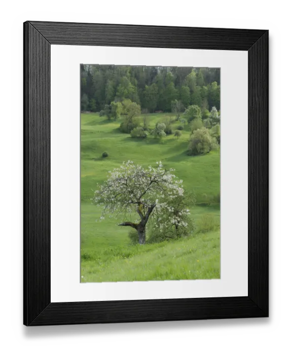 Framed Print : Blossoming fruit tree in the Swabian-Franconian Forest nature park Park