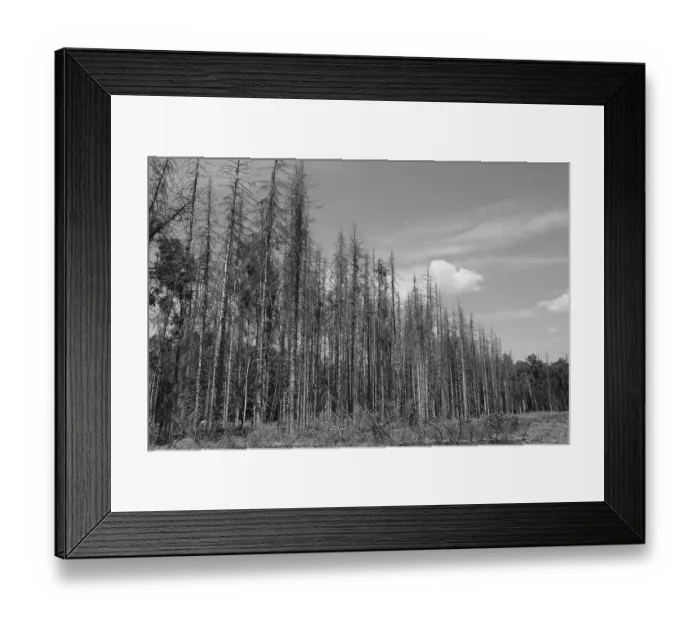 Framed Print : Forest dieback, dead spruce (Picea)