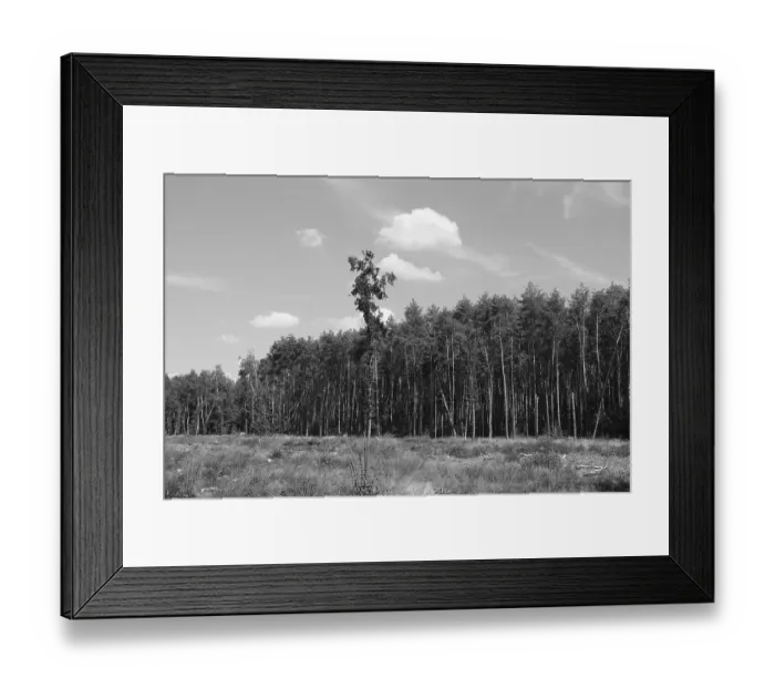 Framed Print : Forest dieback, dead spruce (Picea)