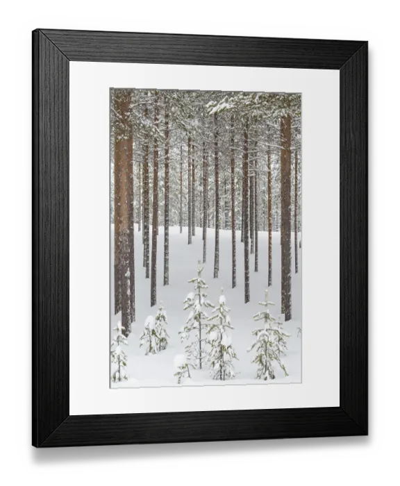 Framed Print : Snowy coniferous forest at the Arctic Circle Framed Print : Snowy coniferous forest at the Arctic Circle