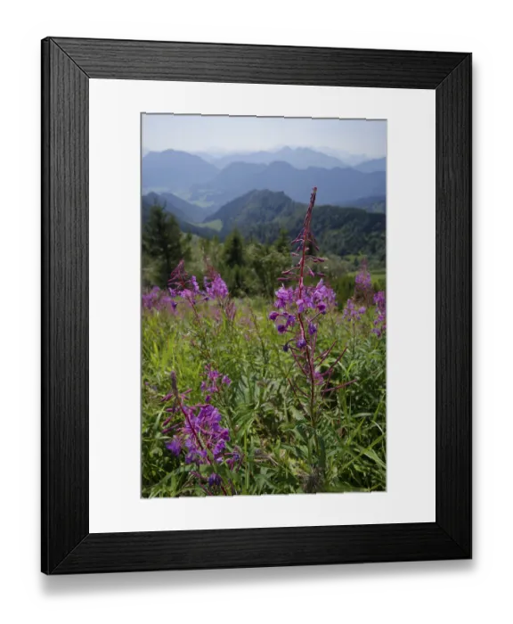 Framed Print : Mountain view from Hochfelln, blooming sally (Epilobium angustifolium) summer