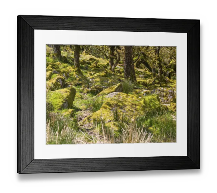 Framed Print : Trees in upland oakwood moss covered granite boulders