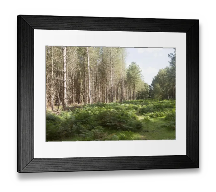 Framed Print : Coniferous pine trees in forestry plantation
