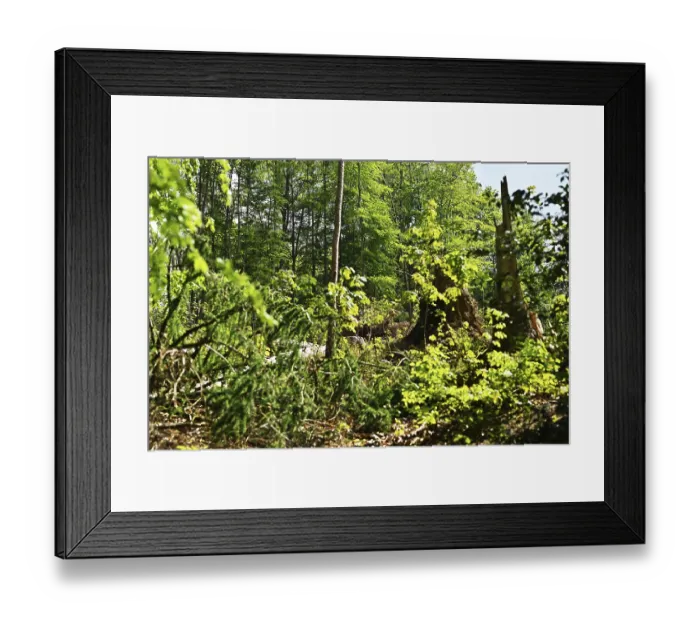 Framed Print : Forest in Sauerland, Germany, Europe Framed Print : Forest in Sauerland, Germany, Europe