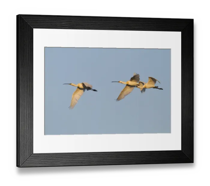 Framed Print : Eurasian Spoonbill (Platalea leucorodia) flying