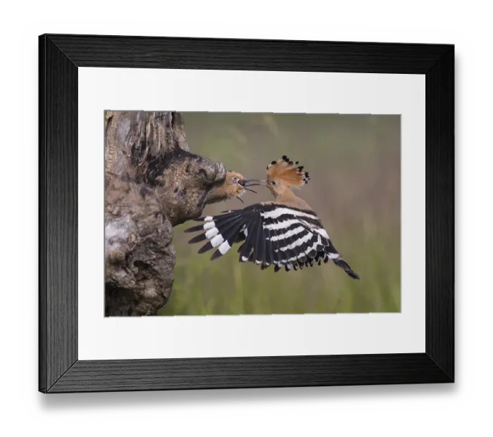 Framed Print : Eurasian Hoopoe (Upupa epops) feeding juveniles in nesting cavity Framed Print : Eurasian Hoopoe (Upupa epops) feeding juveniles in nesting cavity