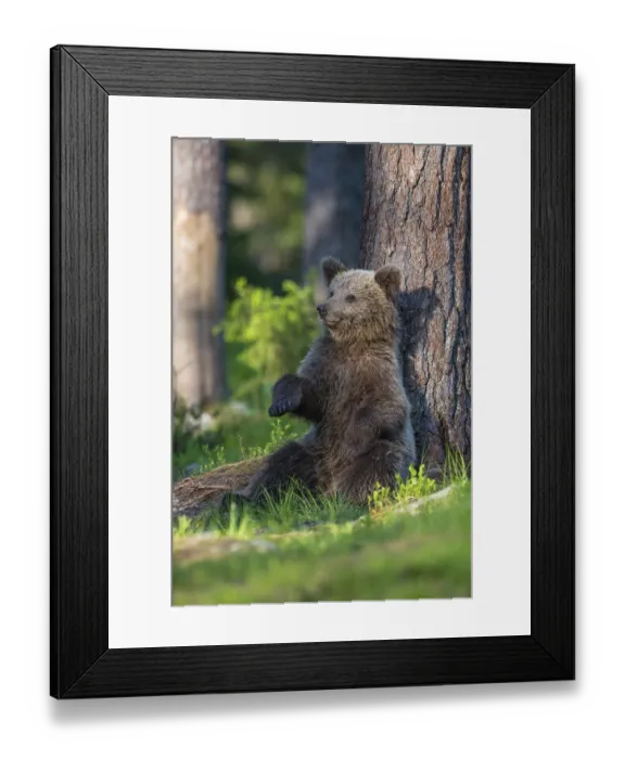 Framed Print : Eurasian Brown Bear (Ursus arctos) cub resting on forest floor leaning against tree Framed Print : Eurasian Brown Bear (Ursus arctos) cub resting on forest floor leaning against tree
