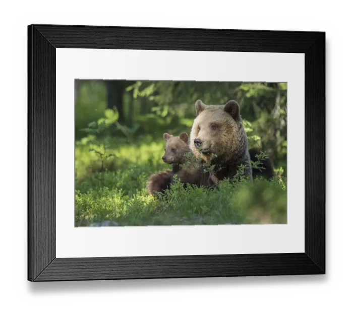 Framed Print : Eurasian Brown Bear (Ursus arctos) mother with cubs in forest Framed Print : Eurasian Brown Bear (Ursus arctos) mother with cubs in forest