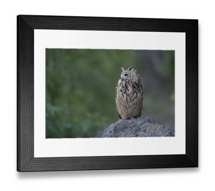 Framed Print : Eurasian Eagle-Owl (Bubo bubo) perched on the ground
