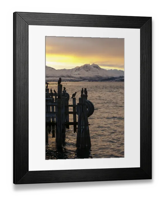Framed Print : Cormorants (Phalacrocorax carbo) on a pier