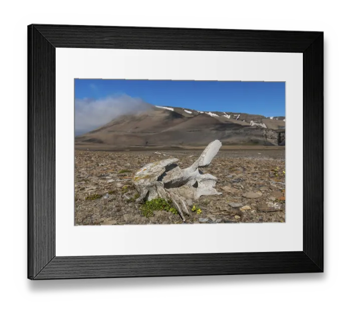 Framed Print : Coastline with whale bones at Diskobukta Framed Print : Coastline with whale bones at Diskobukta