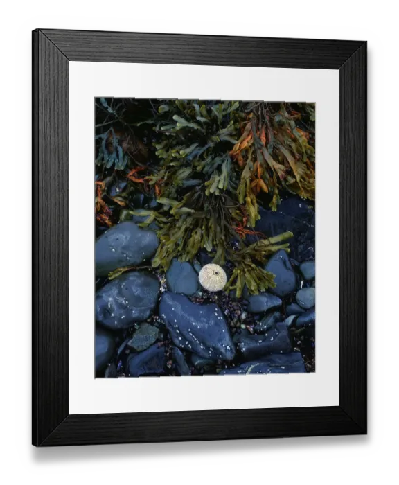 Framed Print : Sea urchin skeleton and seaweed Framed Print : Sea urchin skeleton and seaweed