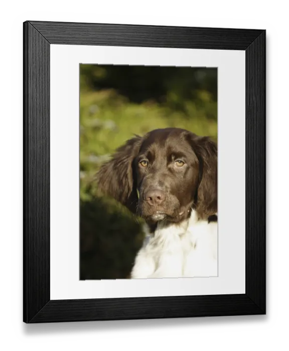 Framed Print : Dog, Small Muensterlaender