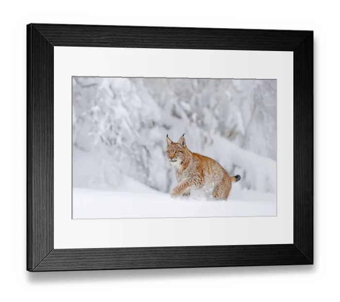 Framed Print : Eurasian Lynx walking, wild cat in the forest with snow
