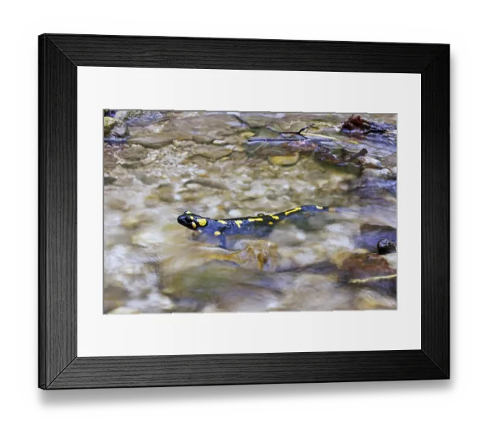 Framed Print : Fire salamander (Salamandra salamandra)