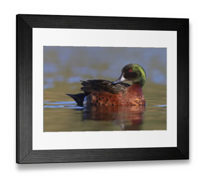 Framed Print : Chestnut Teal (Anas castanea), Victoria