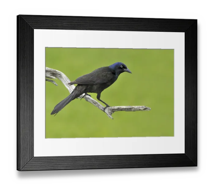 Framed Print : Common Grackle (Quiscalus quiscula) Framed Print : Common Grackle (Quiscalus quiscula)