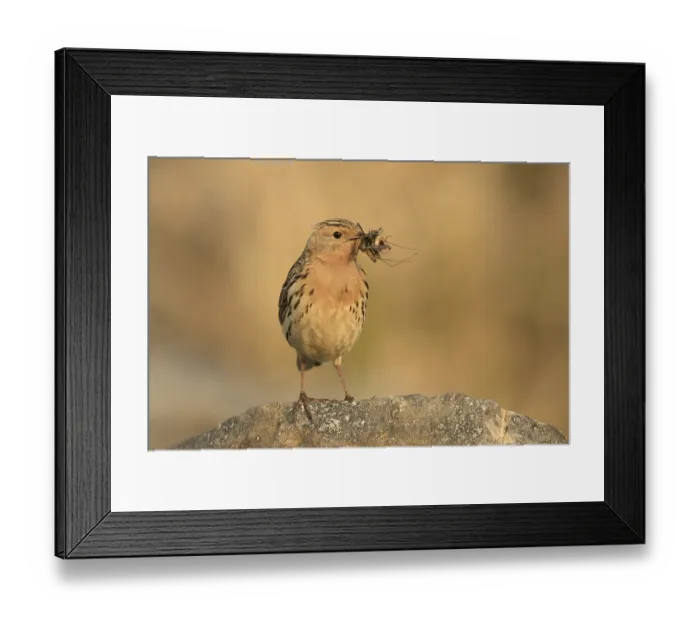 Framed Print : Red-throated Pipit (Anthus cervinus) with insects in its beak Framed Print : Red-throated Pipit (Anthus cervinus) with insects in its beak
