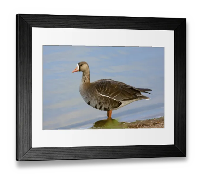 Framed Print : Greater White-fronted Goose Anser albifrons Tucson Framed Print : Greater White-fronted Goose Anser albifrons Tucson