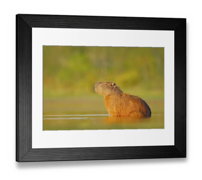 Framed Print : Capybara, Hydrochoerus hydrochaeris Framed Print : Capybara, Hydrochoerus hydrochaeris