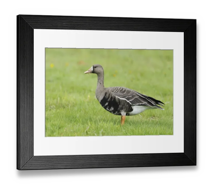 Framed Print : Greater White-fronted Goose (Anser albifrons)